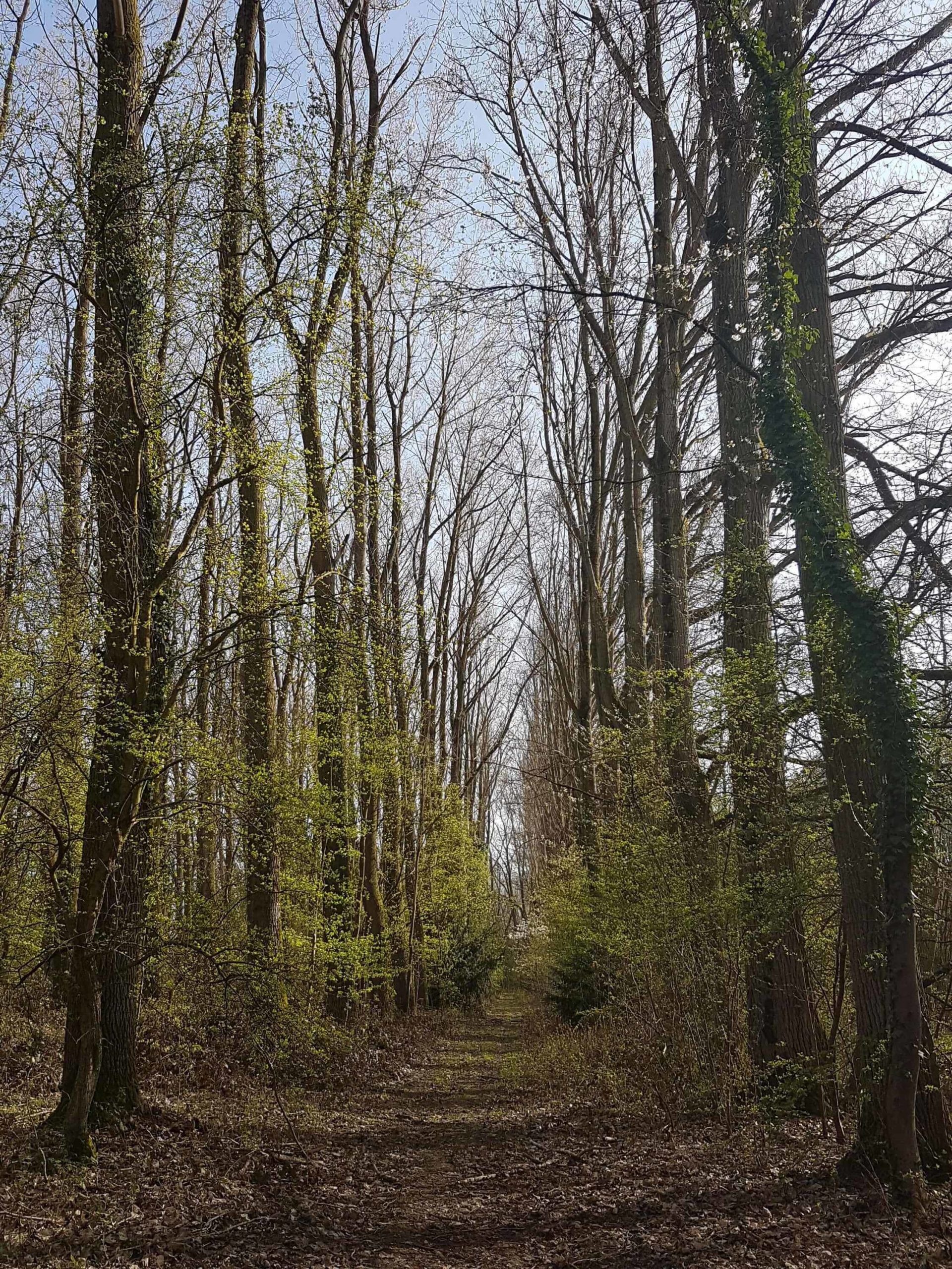 Le Parc Du Château Du Vert-Bois, Un Trésor Caché – Sorties Culturelles ...